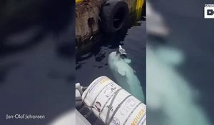 Ce Beluga  s'amuse avec une mouette