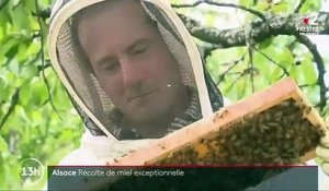 Alsace : vers une récolte exceptionnelle de miel en 2020 ?