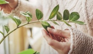 Selon cette professeure, les plantes émettent… des sons ! | Le Speech de Lilach Hadany