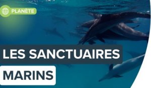 Des sanctuaires marins pour animaux en danger | Futura