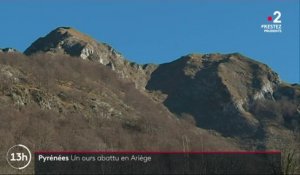 Pyrénées : un ours abattu dans l'Ariège, l’État porte plainte
