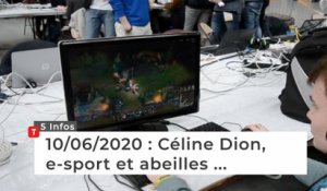 Céline Dion, e-sport et abeilles ... Cinq infos bretonnes du 10 juin