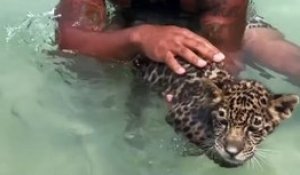 Il fait prendre son bain à son bébé jaguar... Trop adorable