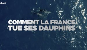 Comment la France tue ses dauphins