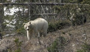 Un grizzli blanc, une espèce extrêmement rare, a été repéré au Canada