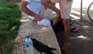Ce corbeau très intelligent demande à boire