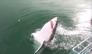 Images impressionnantes d'un requin en chasse