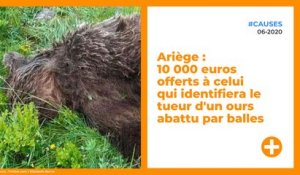 Ariège : 10 000 euros offerts à celui qui identifiera le tueur d'un ours abattu par balles