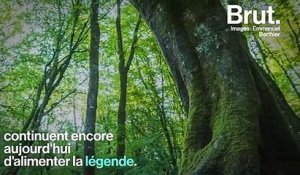 On vous emmène dans l'inspiration de la légendaire forêt de Brocéliande