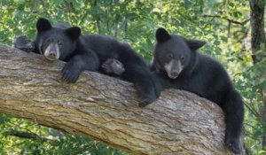 Licencié pour avoir refusé d'abattre des oursons, un agent de conservation gagne son procès contre ses anciens employeurs