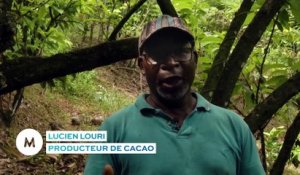 Martinique : La relance du cacao
