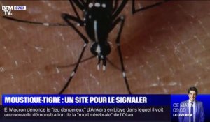 L'Anses lance un site pour signaler la présence du moustique-tigre