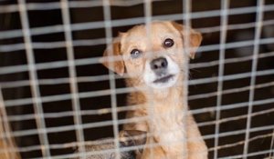 Cruauté envers les animaux : « Tuer un chien est moins puni que briser une statue », un député réclame des peines plus sévères
