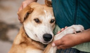 Un député demande un test de connaissances obligatoire pour les propriétaires qui voudraient adopter un animal