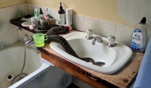Quand un gros serpent s'est introduit dans ta salle de bain !