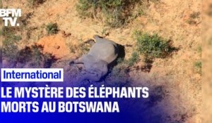 Le mystère autour de la mort d'au moins 275 éléphants au Botswana