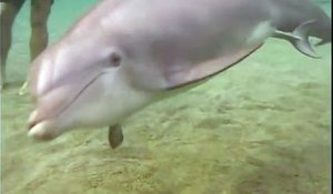Assistez à la naissance d'un bébé dauphin... Merveilleux