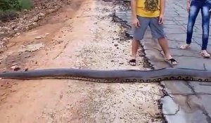 Quand un énorme anaconda de 6m bloque la route