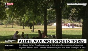 Occitanie : alerte aux moustiques tigres