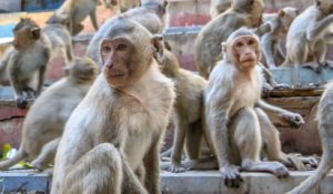 Quand des milliers de singes envahissent une ville entière en Thaïlande | VIDÉO NEWS