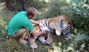 Ce tigre laisse son soigneur caresser ses tigrons... Belle preuve de confiance