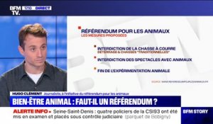 "La France est très en retard": Hugo Clément défend la tenue d'un référendum sur le bien-être animal