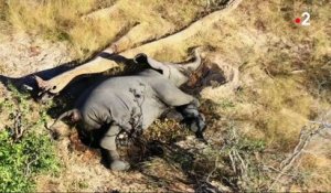 Botswana : disparition inquiétante de plus de 400 éléphants