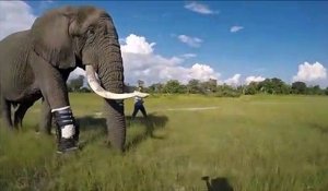 Cet éléphant peut de nouveau marcher grâce à une prothèse de jambe