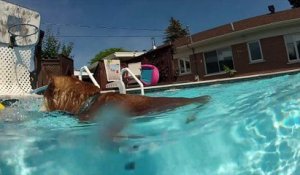 Ce Chat Adore Jouer Dans Les Flaques D Eau Inhabituel Sur Orange Videos