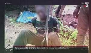 Sénégal : le retour des éléphants