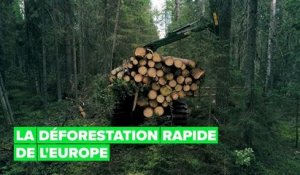 L'Europe coupe ses forêts à un rythme alarmant
