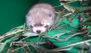 Un bébé panda roux est né dans ce zoo de l'Oregon