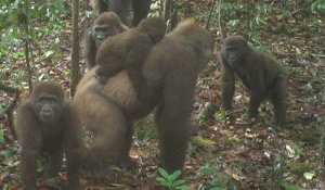 Les gorilles les plus rares au monde ont été photographiés pour la première fois depuis des années