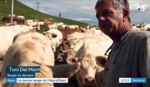 Alpes : le dernier berger à vaches de l'Alpe-d'Huez