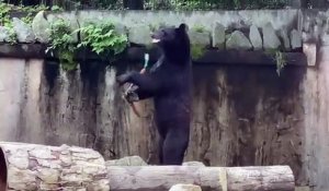 Un ours fait du nunchaku