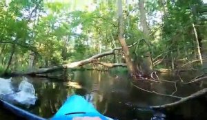Kayakiste vs Alligator