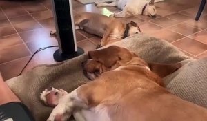 Des chiens endormis entendent le mot « Écureuil »