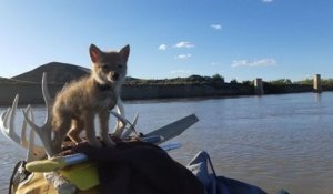 En plein rafting, il sauve un chiot coyote de la noyade et le laisse l'accompagner pendant 10 jours