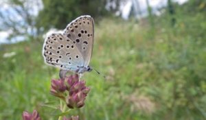 L'azuré du serpolet, papillon star de l'espace naturel sensible des Bachassier à Chabeuil