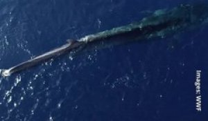 Amputée de sa queue, une baleine agonise en Méditerranée