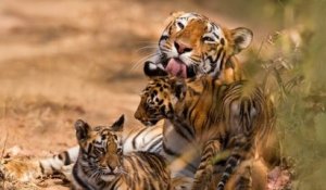 Inde : la population de tigres sauvages a doublé en 12 ans