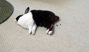 Ce lapin dort et fait des petites crottes... Adorable