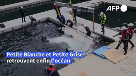 https://media3.woopic.com/api/v1/images/165%2Fv%2FSORD61VCOlpbqxkvS%2Fdeux-belugas-de-chine-relaches-dans-un-sanctuaire-marin-en-islande%7Cx240?format=470x264&facedetect=1&quality=85