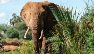 Kenya : la population d'éléphants a doublé en 30 ans