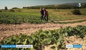 Provence : à Aix, les calissons ont toujours la cote