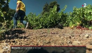 Pyrénées-Orientales : Banyuls, un vignoble à la mer