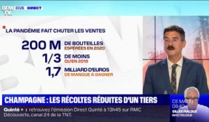 Pourquoi les viticulteurs et maisons de champagne se sont mis d'accord pour réduire les récoltes d'un tiers ?