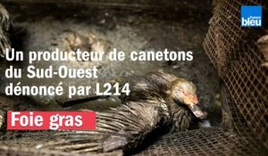 Foie gras : un producteur de canetons du Sud-Ouest dénoncé par L214