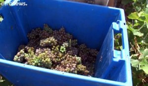Bordeaux : le raisin blanc est déjà mûr !