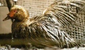 Maltraitance animale : l'association L214 publie une vidéo choc d'un élevage de canards
